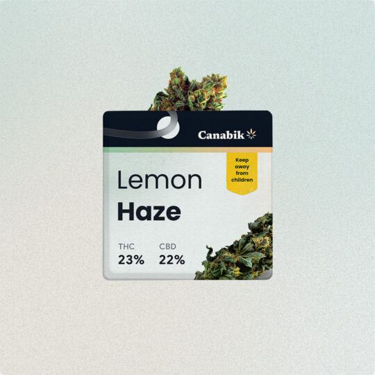 Cannabis Lemon Haze with 23% THC and 22% CBD.