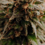 The Future of Medical Marijuana in Florida
